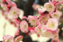 花中君子下一句是什么