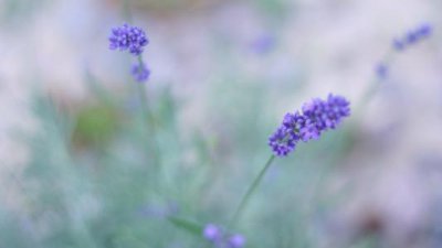 中庭地白樹棲鴉，冷露無聲濕桂花指什么生肖(打一數字生肖)正式曝出