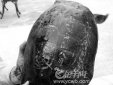 烏龜背上刻名字放生有什么意義