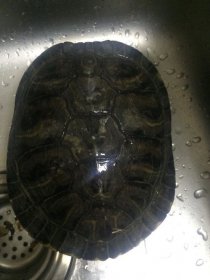 撿了個烏龜放生好還是養著好
