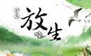 放生鳥有什么功德