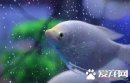 招財貓魚吃什么飼料