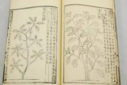 救荒本草是哪個朝代的，明朝朱橚為救饑荒百姓寫的書