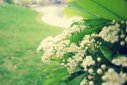 石楠花為什么叫最污花，主要是味道讓人難為情