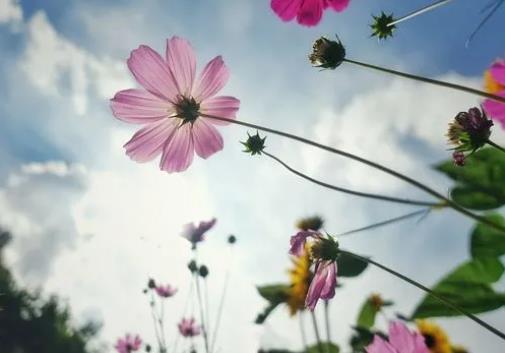 一路生花表達什么意思，美好的愿望（鼓勵所有追夢人）
