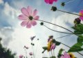 一路生花表達什么意思，美好的愿望（鼓勵所有追夢人）