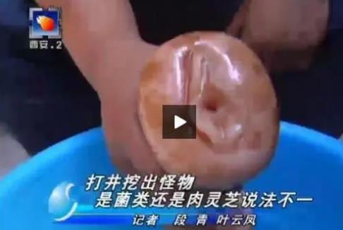 太歲女記者什么梗,錯把飛機杯當寶貝.目瞪口呆