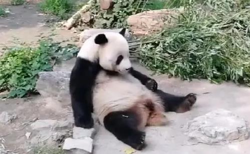 一天排便40次的動物是什么，大熊貓每15-20分鐘排一次糞便