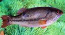 鱸魚是淡水魚還是海魚，不同品種生活水域不同