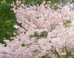 櫻花什么時候開花，一般是在4月份的時候開花