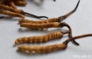 蟲草一次吃幾根 ，每次吃2-3根就可以了