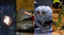 神奇動物2為什么下架，沒有被全網下架.部分平臺可看