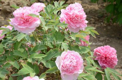 牡丹花什么時候開花，每年4至5月開花.一年只開一次