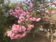 櫻花什么時候開花，每年的四月份左右開4天到10天