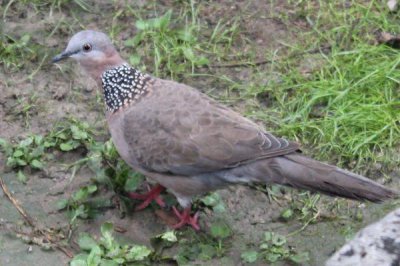 斑鳩是幾級保護動物，是被列為國家三級保護動物的