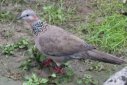 斑鳩是幾級保護動物，是被列為國家三級保護動物的
