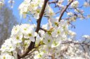 梨花什么時候開，梨花在3至5月開花以后為什么不結果