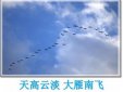你說大雁南飛后和我一起走是什么歌，還沒有愛夠