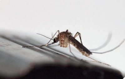 蚊子最怕的3個克星是什么，蜻蜓、青蛙、蜘蛛三種食肉性昆蟲