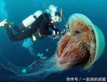 地球上最大的水母是什么水母，是北極霞水母
