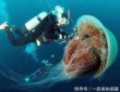 地球上最大的水母是什么水母，是北極霞水母
