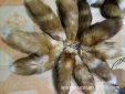 狐貍的尾巴有什么作用，能保持身體平衡.還能御寒