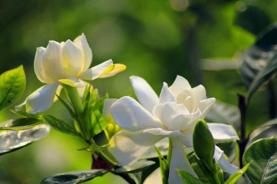 鎮宅最吉利的三種花是什么花，梔子花、蓬萊松、搖錢樹