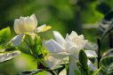 鎮宅最吉利的三種花是什么花，梔子花、蓬萊松、搖錢樹