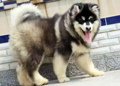 阿拉斯加犬多少錢一只，便宜的只需要1000元左右