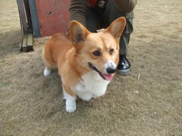 柯基犬價格大概多少錢一只，寵物級的小柯基要2000元左右