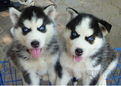 哈士奇幼犬多少錢一只，賽事級別的3000塊錢起步