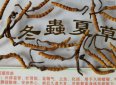 為什么蟲草那么貴，主要在于野生的冬蟲夏草非常難得