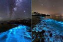 藍眼淚是怎么形成的，浮游生物夜光藻引起的發光現象