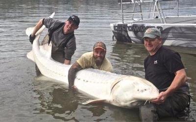 世界上最大的淡水魚，鱘魚長達4米多.體重逾千斤