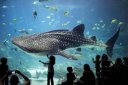 世界上最大的魚，鯨鯊最長可達20米.體重上萬斤