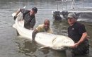 世界上最大的淡水魚，鱘魚長達4米多.體重逾千斤
