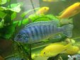 三大流氓魚觀賞魚，雜鯛、十間魚、玉面皇冠