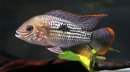 三大流氓魚觀賞魚都是什么，雜鯛、十間魚、玉面皇冠