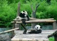 大熊貓生活在什么地方，分布于長江上游的高山深谷